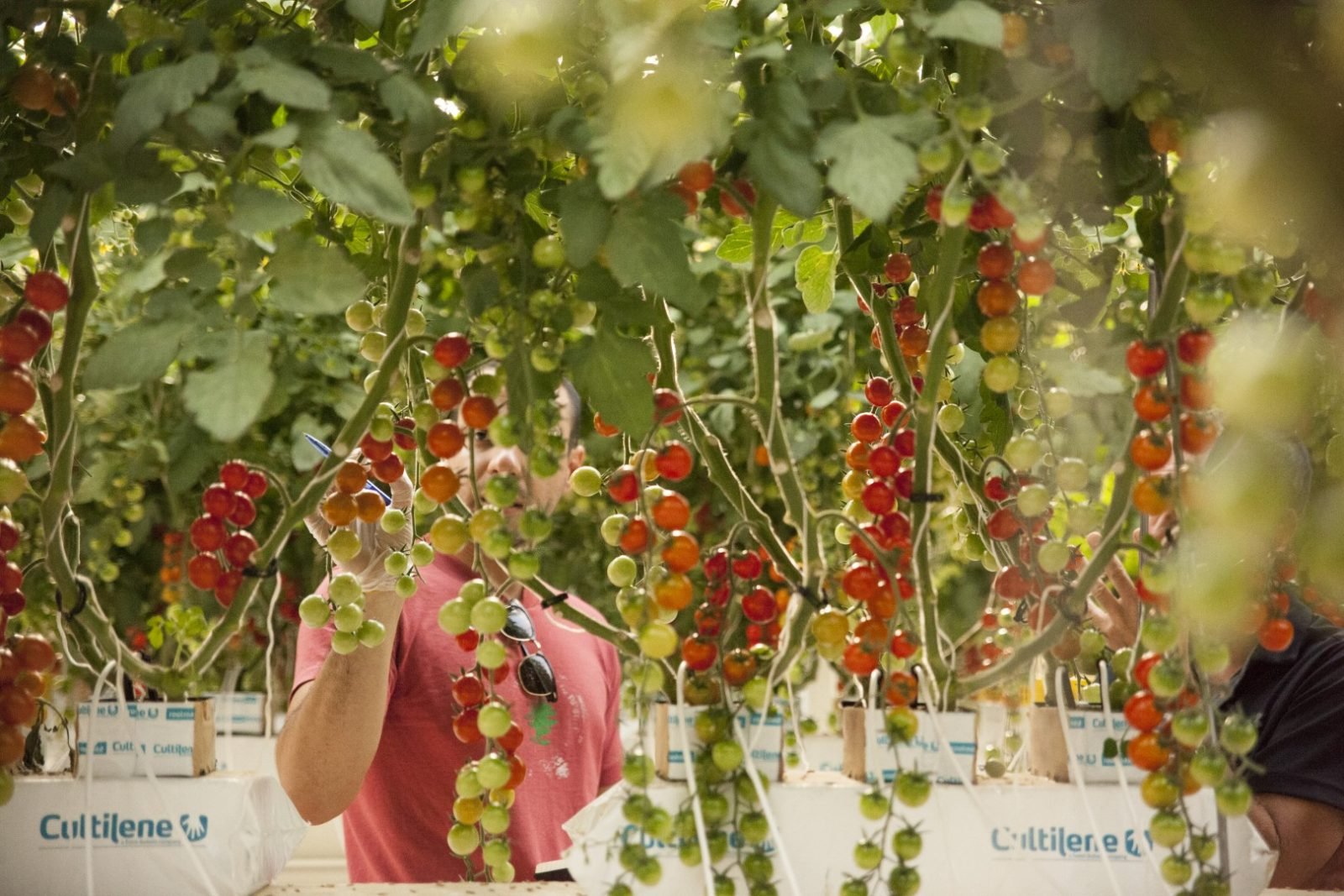 Food security AgriTech GCC