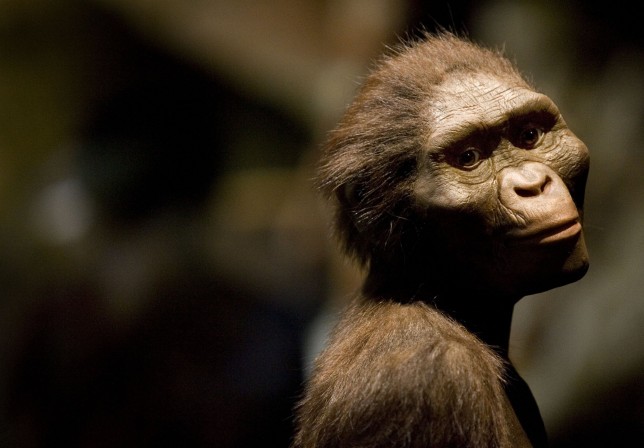 A sculptor's rendering of our ancestor Australopithecus afarensis