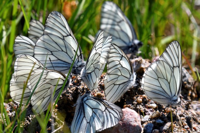 Black-veined white (Aporia crataegi) Photo: Alf Linderheim / TT / code 2731