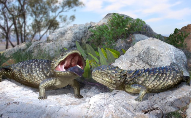 Tiliqua frangens, or 'Chonkasaurus', grew to the size of a human arm 