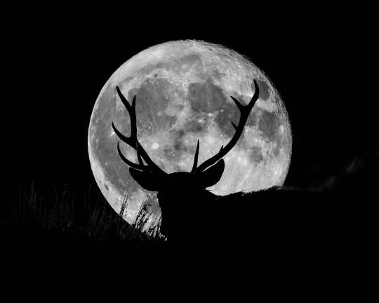 Deer's antlers silhouette against the moon