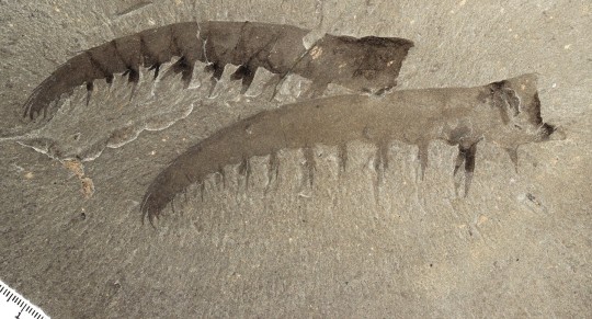 *EMBARGOED UNTIL 00.01 BST, WED JULY 5 (19.01 EDT, TUES 4)* A pair of Anomalocaris canadensis appendages. See SWNS story SWSCpredator. A giant shrimp with bulging eyes that lived half a billion years ago reached up to three foot in length, according to new research. The creepy sea beast was one of the biggest creatures of the Cambrian - a period of rapid evolution when most major animal groups first appear in the fossil record. The bizarre sea monster, named Anomalocaris canadensis or 'weird shrimp from Canada', had a segmented body that ended with a tail fin.