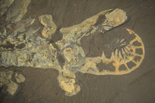 A close-up of the head of a complete specimen of Anomalocaris canadensis