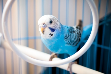 From your first pet bird to dogs going blind - your pet queries answered