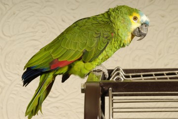 From parrot mimicking the doorbell to anxious dog — your pet queries answered