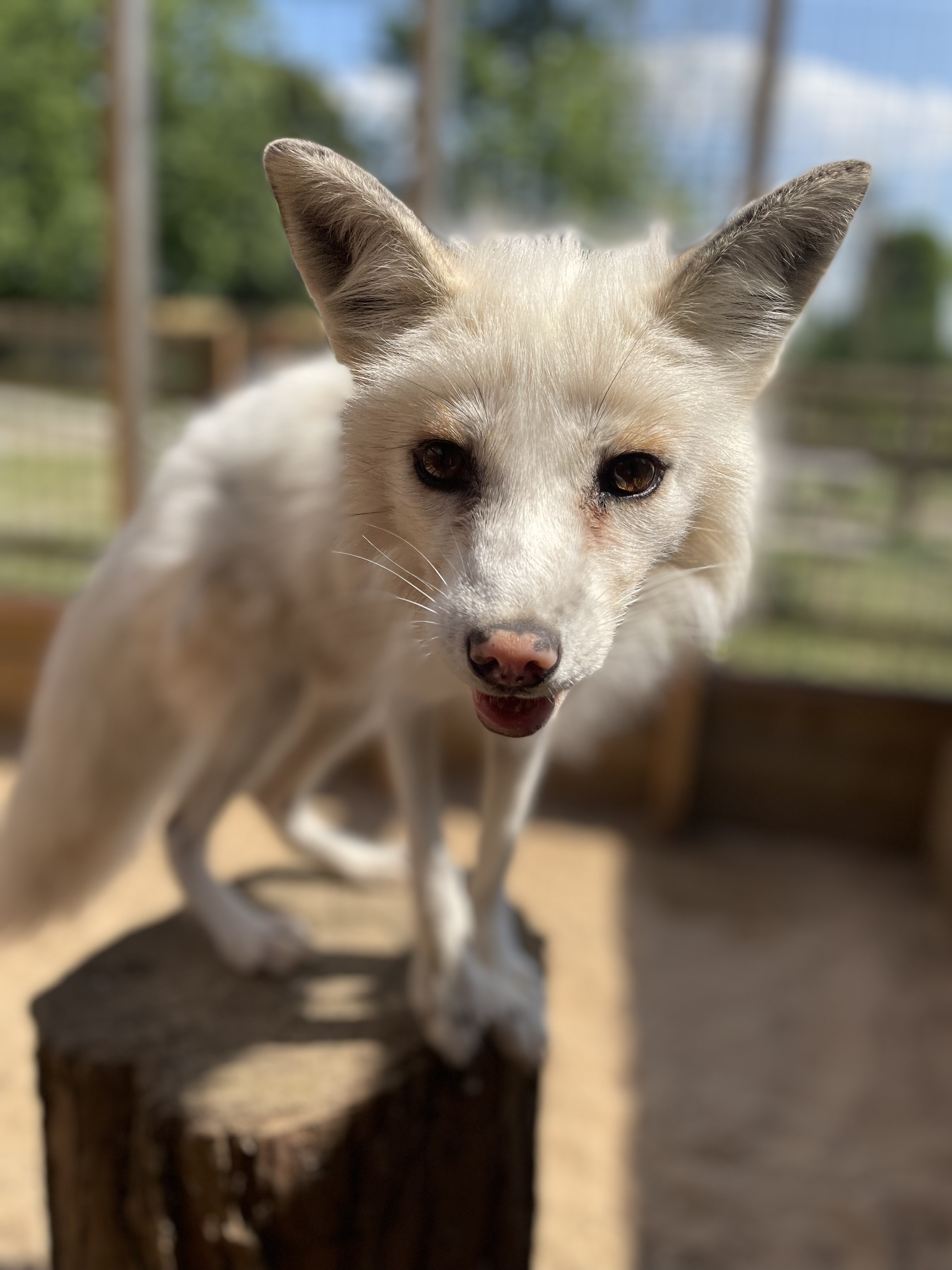Jasper the silver fox has learned to trust again after being rescued from the fur trade