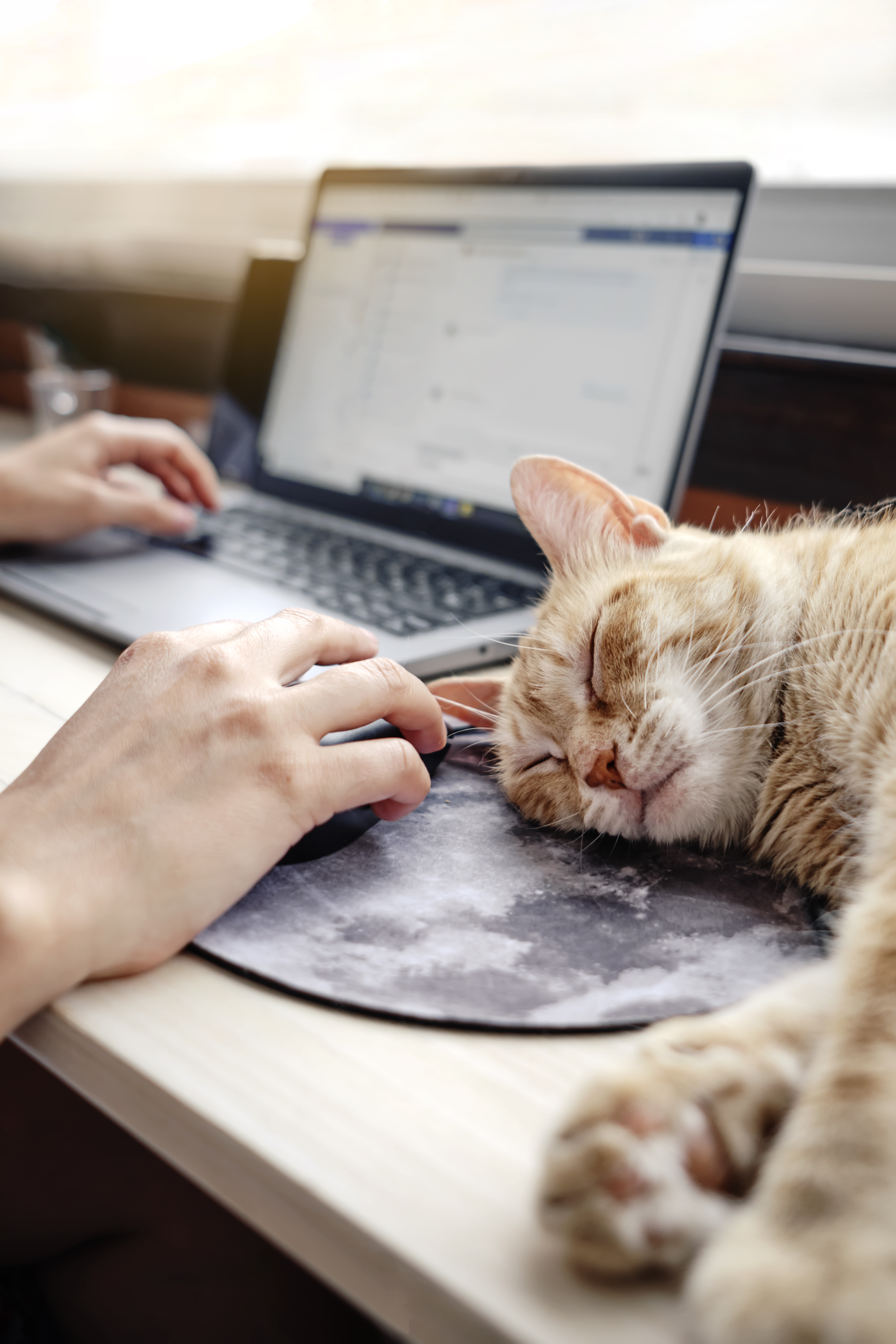 A survey revealed 37 per cent of owners said their cat often hampers work