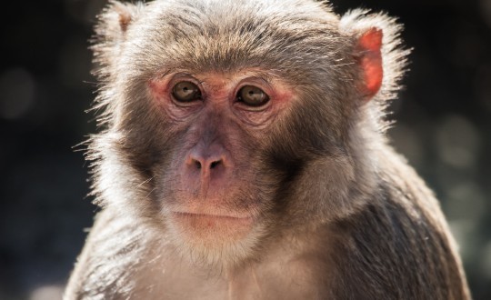 macaque monkey