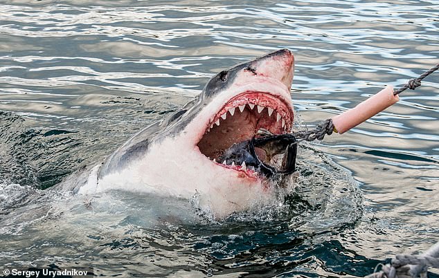 Terrifying: A massive great white shark (Carcharodon carcharias) in ocean water (file photo)