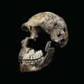 A detail of the skeletal head of a member of the Homo naledi species, which had a brain about the size of an orange.