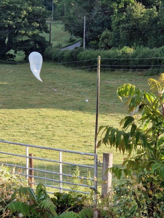 A family were stunned to find a UFO landed in their garden - and discovered it was a lost space balloon from Germany. Charlotte and Allen Buckley woke to see the 7ft long out-of-the-world object bouncing across their garden. And they carefully inspected to find it was a white box attached to a balloon with cameras fitted. The couple checked the marking to discover it was made by space company Solenix 560 miles away - and was lost in their garden in the countryside. It travelled from Darmstadt in Germany to Welsh countryside near the market town of Llanfair Caereinion in Powys. Pictured here is the balloon after it landed in the Buckley's garden WALES NEWS SERVICE