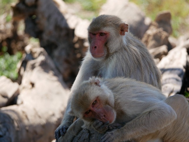 macaque monkey