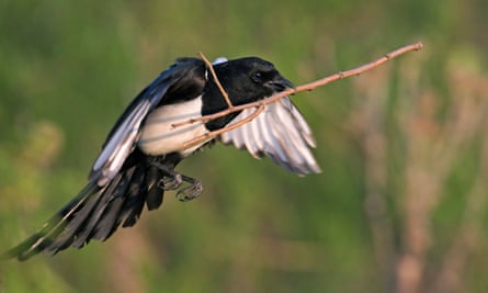 A magpie with some more traditional nesting material in its beak.