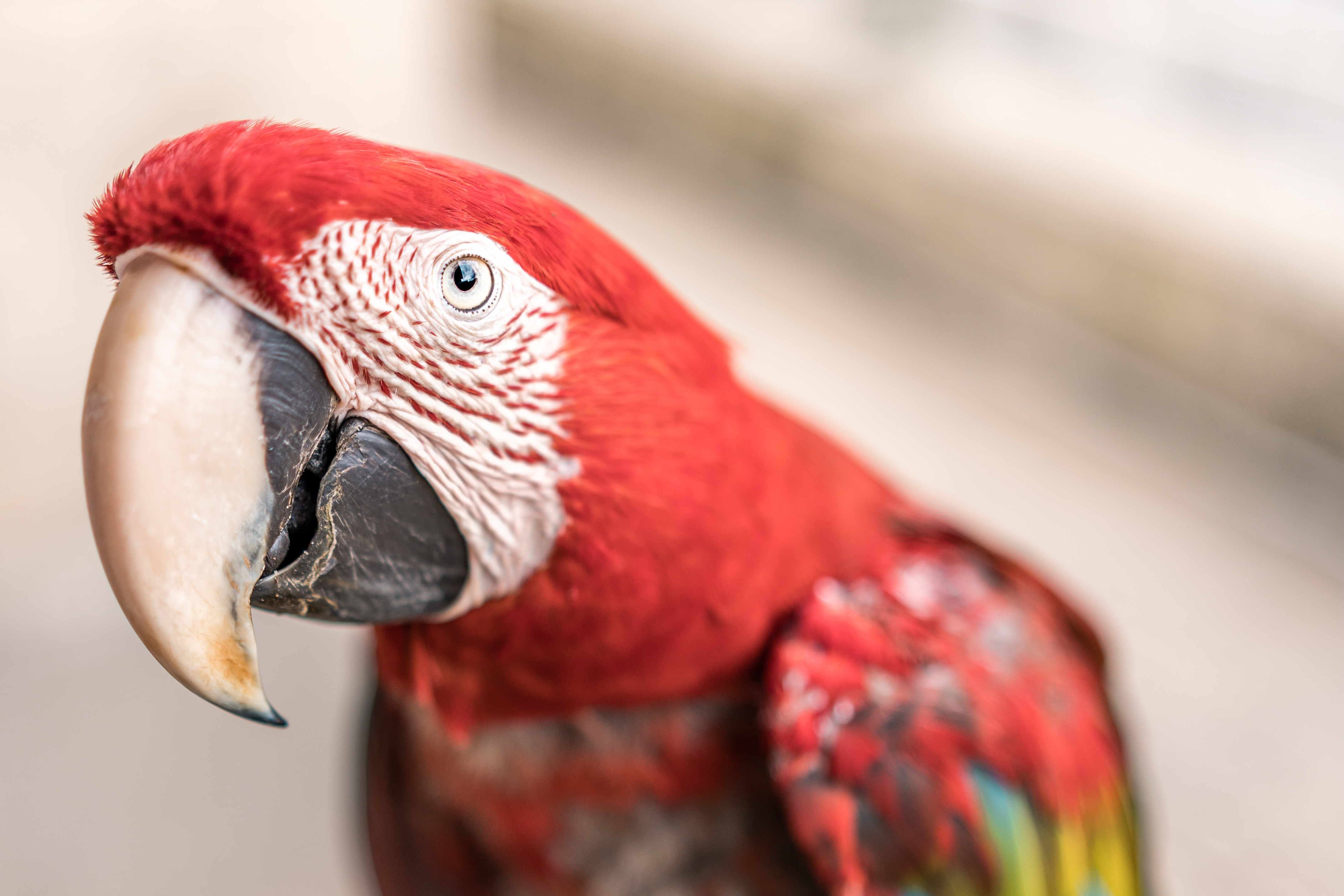 This week Sean helps a reader with a shy rescue parrot