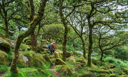 A couple walking in Wistman’s wood