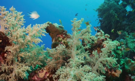 Colourful coral reef with tropical fish on a bright sunny day, Red Sea, Egypt