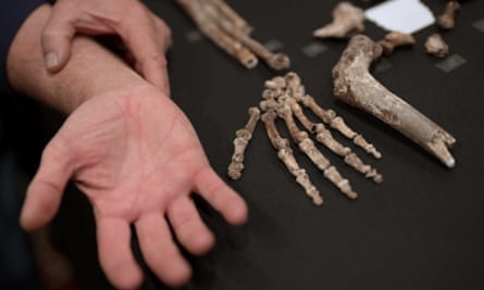 A photograph of a human hand in comparison with the smaller bones of the Homo naledi. 