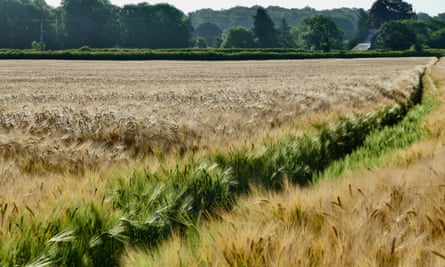 A field of ripening wheat, Dunsden, Oxfordshire, 26 June 2023