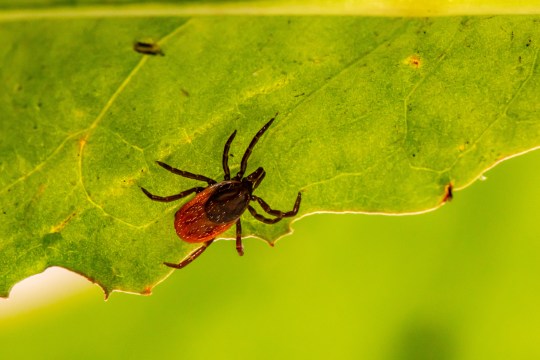 Ticks can cause a variety of illness, including the 'red meat allergy' alpha-gal syndrome