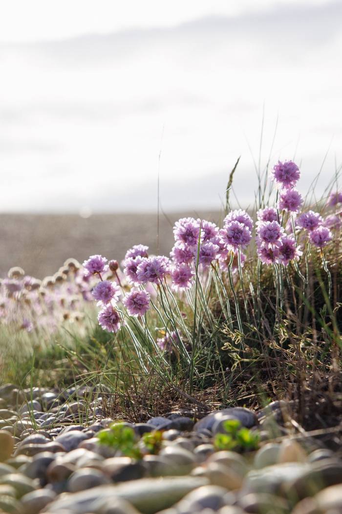 A close-up of purple flowers and green grass thriving in the shingle