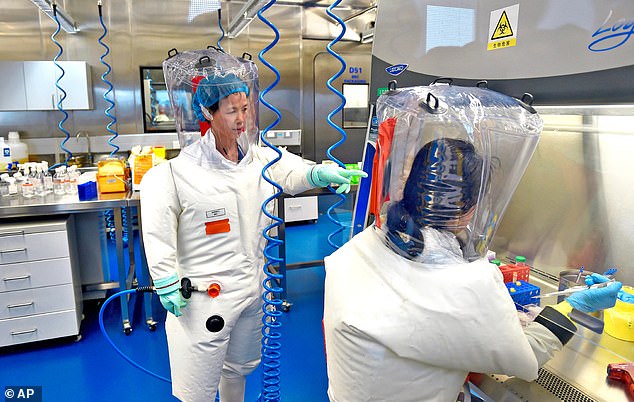 Shi Zhengli - dubbed the 'Bat Lady' or 'Bat Woman' for her work on bat coronaviruses - is pictured in a Wuhan Institute of Virology lab. She hunted down dozens of deadly Covid-like viruses in bat caves and studied them at the WIV