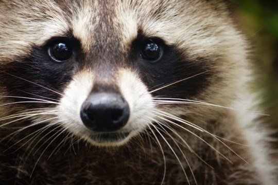 A study of the Wuhan wet market where some believe the virus was first transmitted to humans found evidence of Covid-infected raccoon DNA