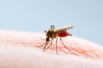 Warning to families heading to Italy over paralysing virus spread by mosquitoes