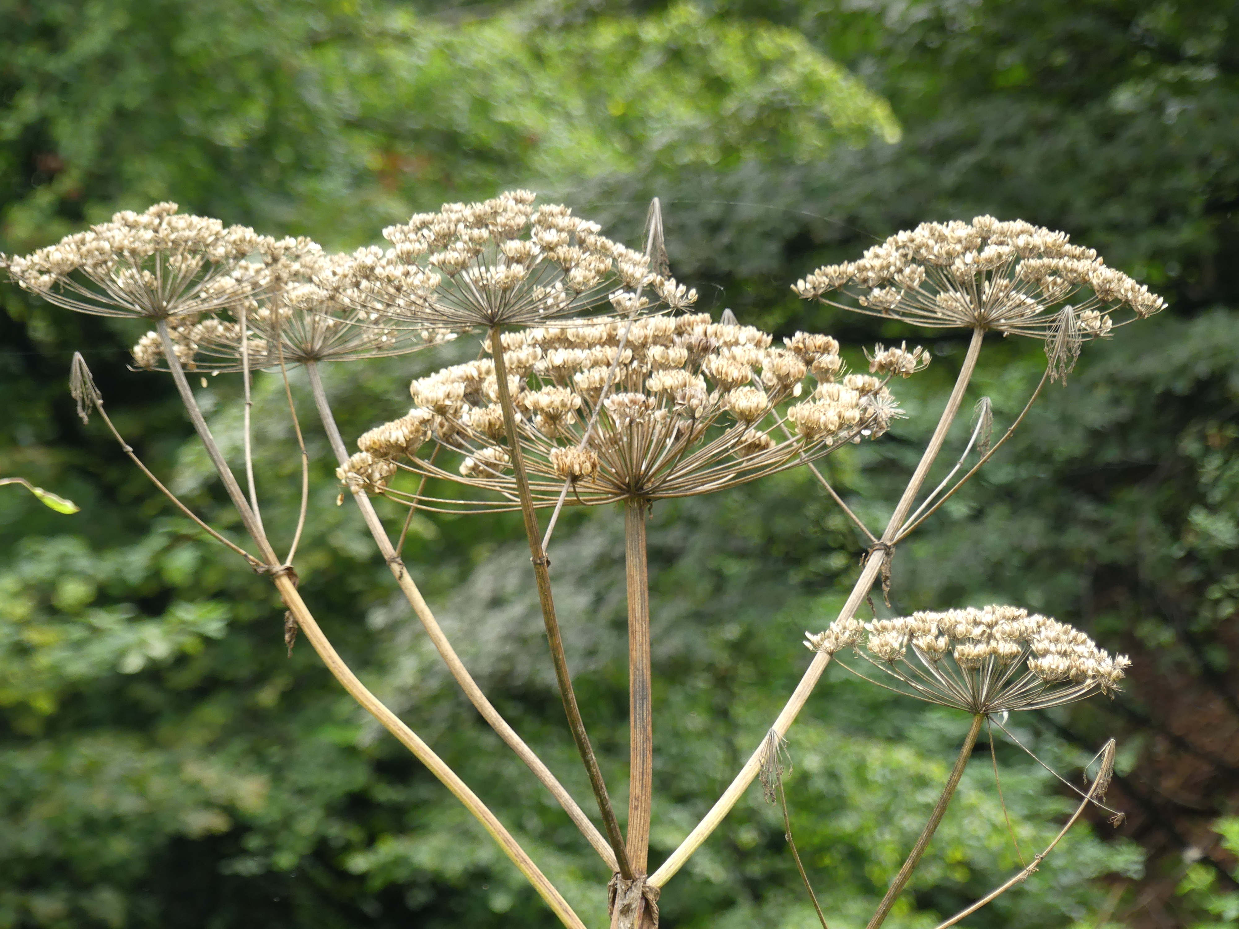 Cow parsnip or hogweed has been dubbed Britain's most dangerous plant