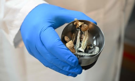 A scientist holding a container of Psyilocybe cubensis mushrooms