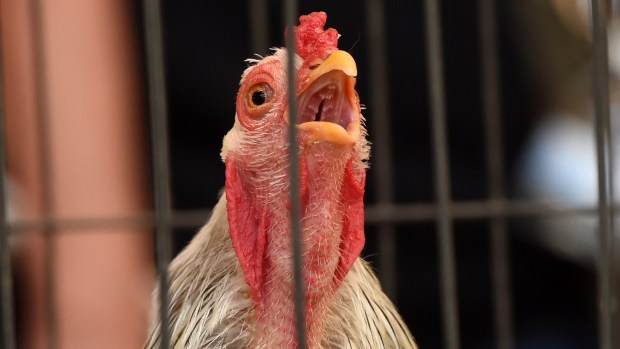 A rooster with its mouth open