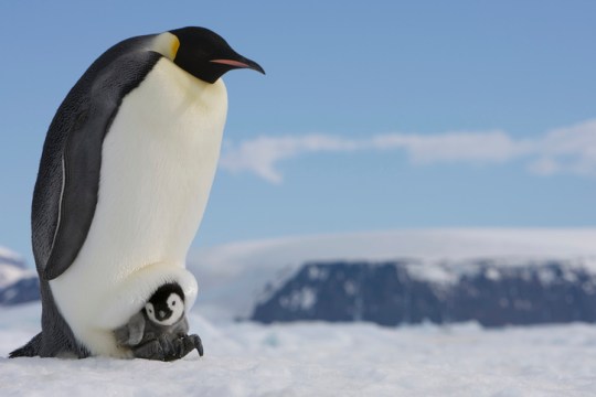 Antarctica, Snow Hill Island, emperor penguin with chick on ice