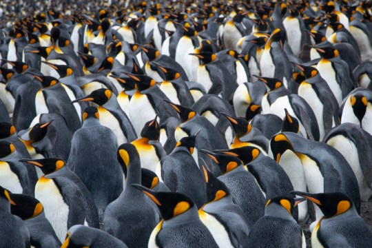 Climate change is the only major threat facing emperor penguins