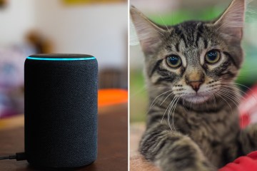 Amazon Alexa owners realize they missed 3 voice commands - one is perfect for pets