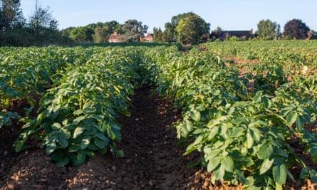 A field full of lines of potato plants, Dorney, Buckinghamshire