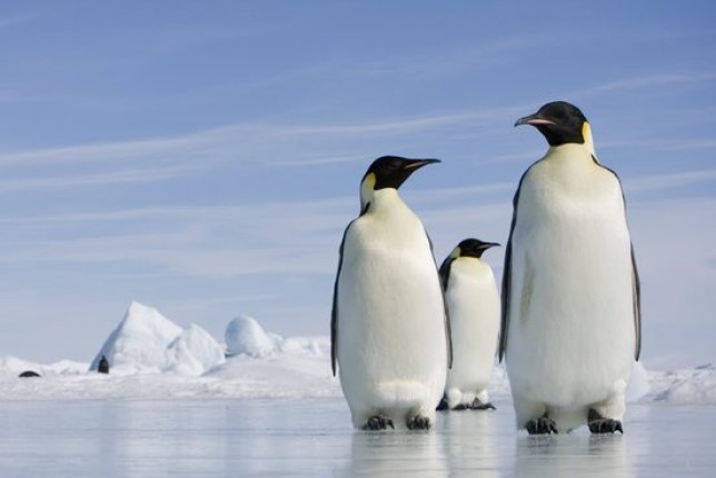 A generation of penguins has been lost this year due to climate change