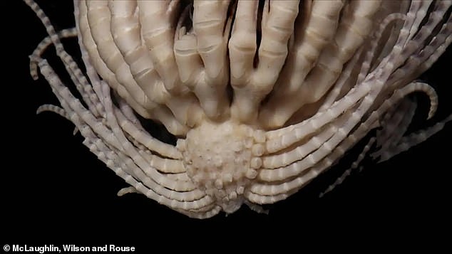 Scientists trawling from a research vessel off the coast of Antarctica have caught a new undersea creature ¿ one with 20 arms which they have named the Antarctic strawberry feather star or Promachocrinus fragarius