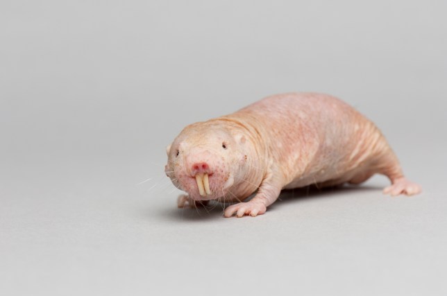 Naked mole rat