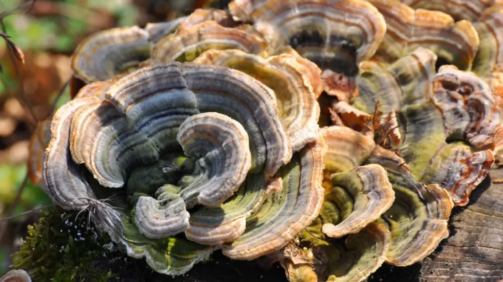 The Immune-Boosting Benefits of Turkey Tail Mushroom: What You Need to Know
