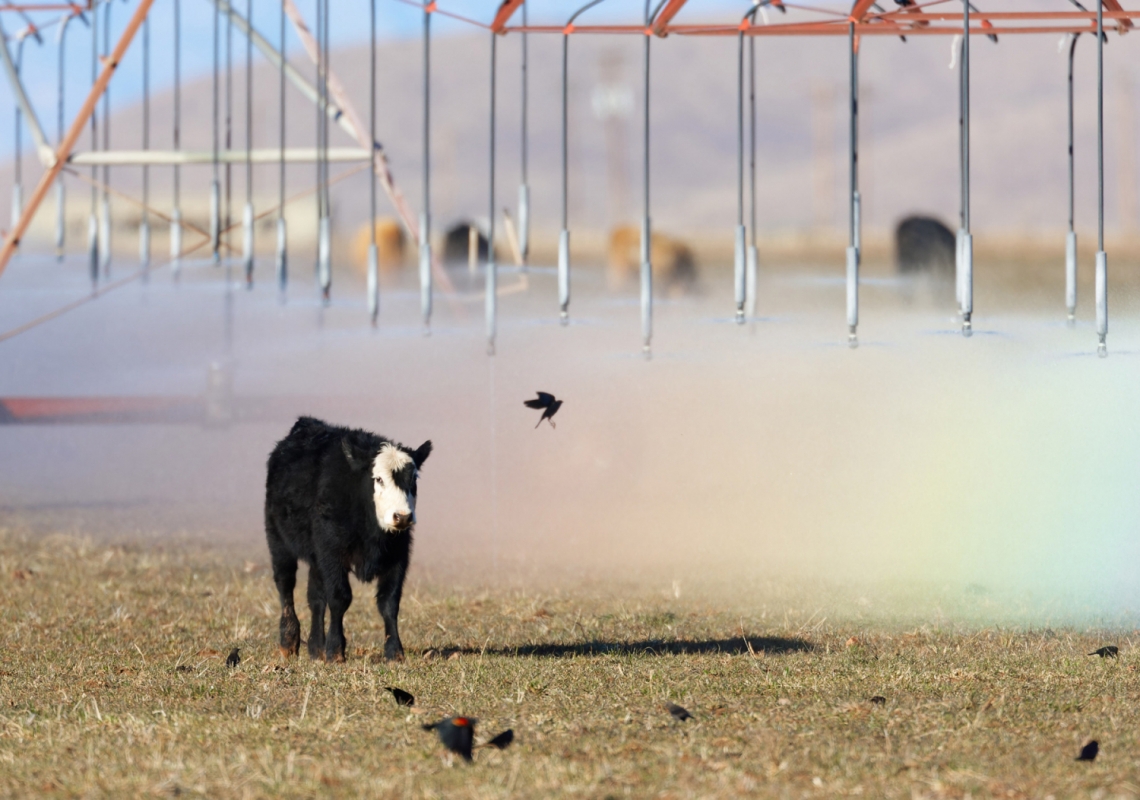A cow walking through a field being watered by sprinklers