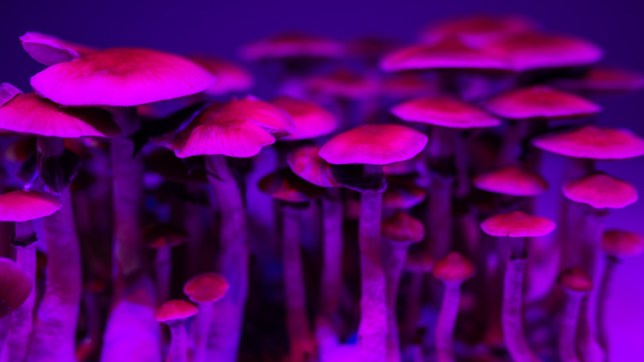 Psilocybin mushrooms have hallucinogenic effects