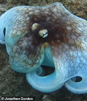 With a slimy blue coat and an exceptionally large nose, this octopus looks strikingly similar to SpongeBob's infamously miserable Squidward
