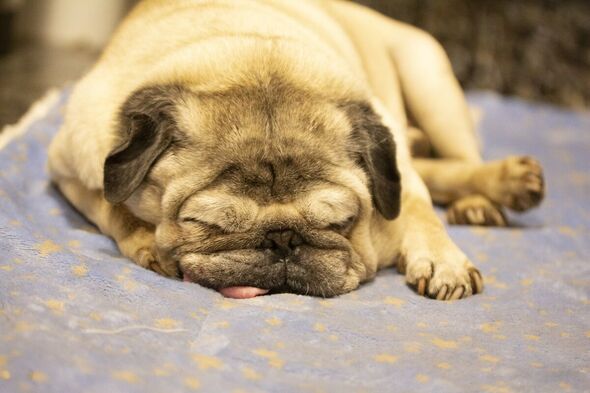 A pug sleeping