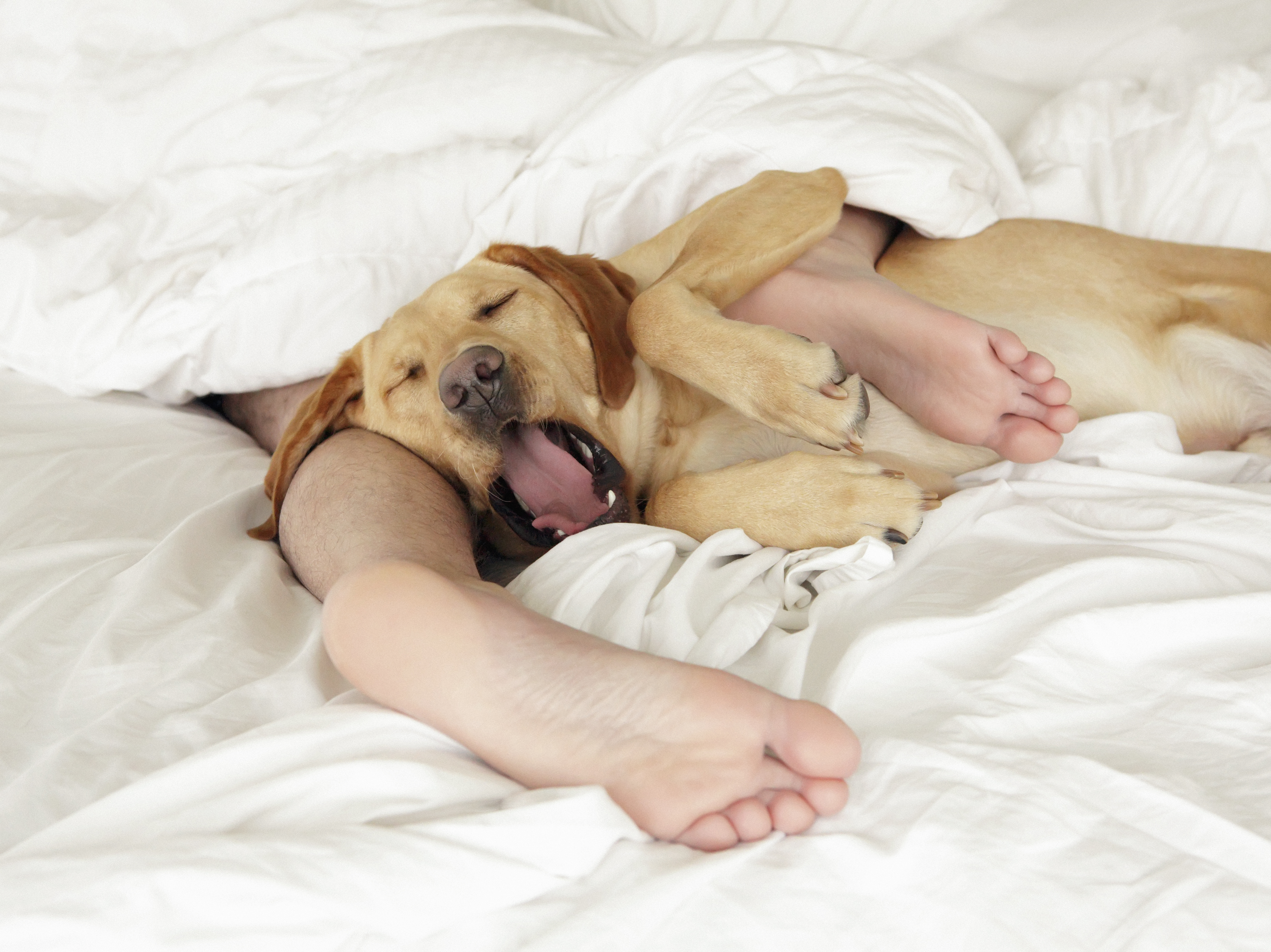 A survey has found that Labrador retrievers and Dachshunds make the best four-legged sleeping companions