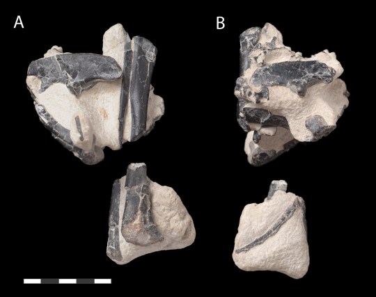 Fossils from Vectidromeus insularis, which was about the size of a chicken