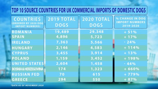 Dog imports soared during 2020