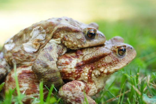 European toads pair in amplexus close-up.