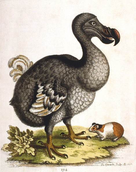 Dodo 