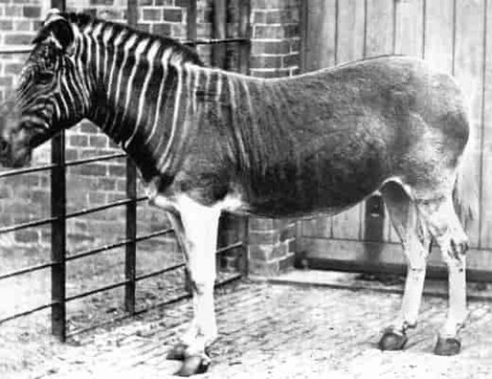 A quagga