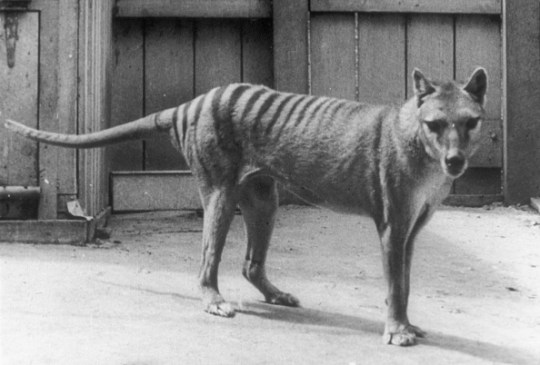 Thylacine