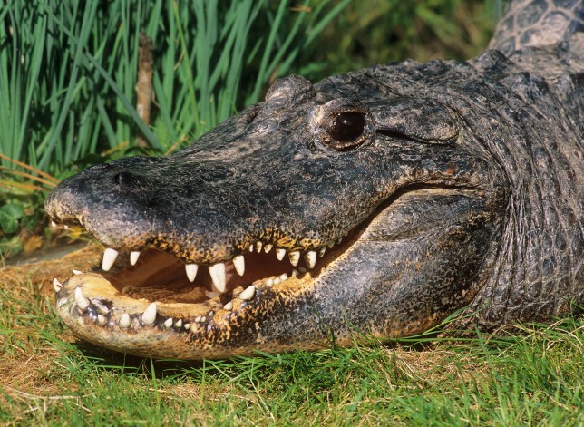 Crocodile